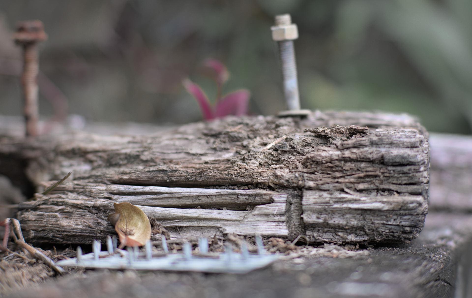 What You Should Know About Termites: How to Identify & Control Them